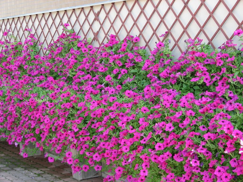 Hakuba Glad Inn Ebisuya Luaran gambar